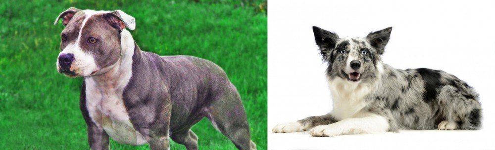 Koolie vs Irish Staffordshire Bull Terrier - Breed Comparison