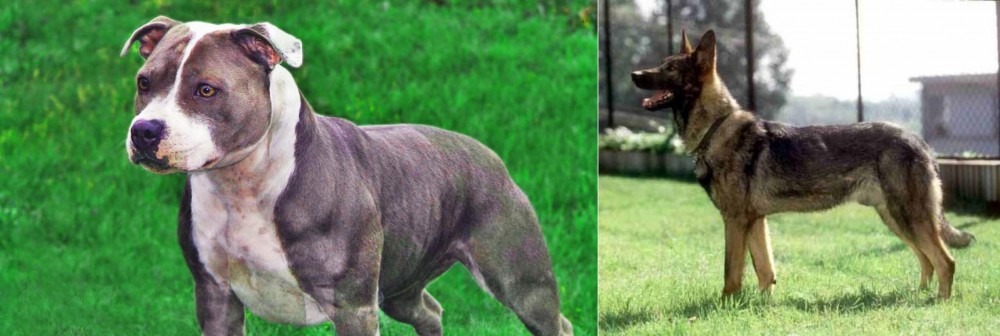 Kunming Dog vs Irish Staffordshire Bull Terrier - Breed Comparison