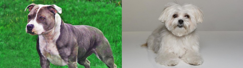 Kyi-Leo vs Irish Staffordshire Bull Terrier - Breed Comparison