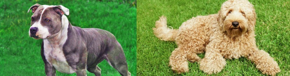 Labradoodle vs Irish Staffordshire Bull Terrier - Breed Comparison