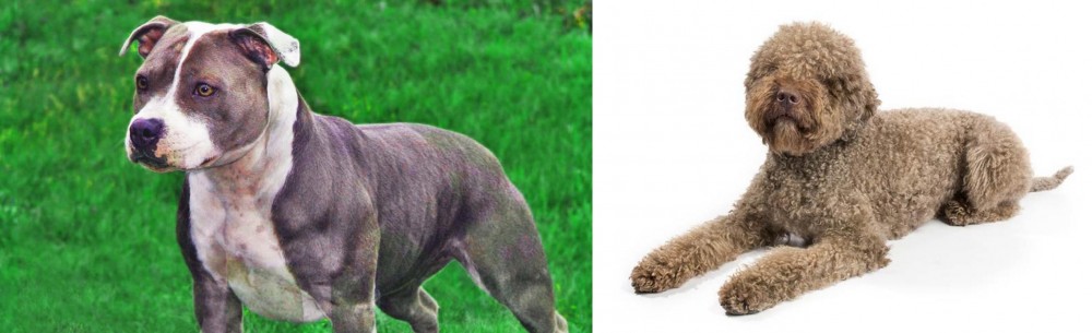 Lagotto Romagnolo vs Irish Staffordshire Bull Terrier - Breed Comparison