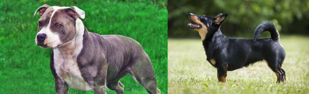 Lancashire Heeler vs Irish Staffordshire Bull Terrier - Breed Comparison
