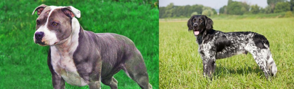 Large Munsterlander vs Irish Staffordshire Bull Terrier - Breed Comparison