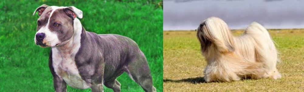 Lhasa Apso vs Irish Staffordshire Bull Terrier - Breed Comparison