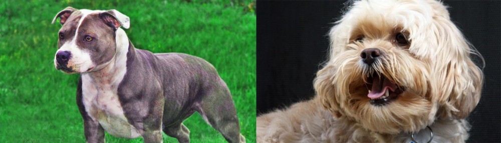 Lhasapoo vs Irish Staffordshire Bull Terrier - Breed Comparison