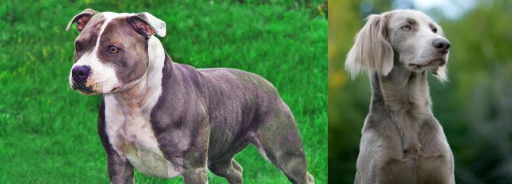 Longhaired Weimaraner vs Irish Staffordshire Bull Terrier - Breed Comparison