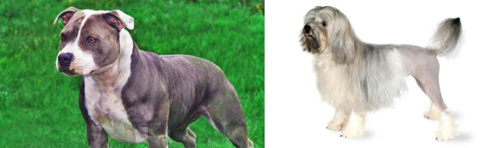 Lowchen vs Irish Staffordshire Bull Terrier - Breed Comparison