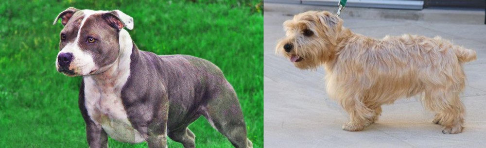 Lucas Terrier vs Irish Staffordshire Bull Terrier - Breed Comparison