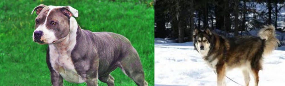 Mackenzie River Husky vs Irish Staffordshire Bull Terrier - Breed Comparison