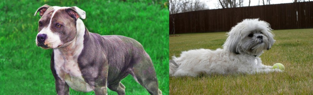 Mal-Shi vs Irish Staffordshire Bull Terrier - Breed Comparison