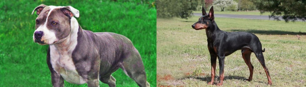 Manchester Terrier vs Irish Staffordshire Bull Terrier - Breed Comparison