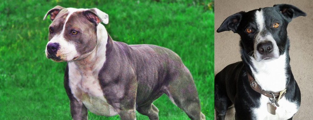 McNab vs Irish Staffordshire Bull Terrier - Breed Comparison