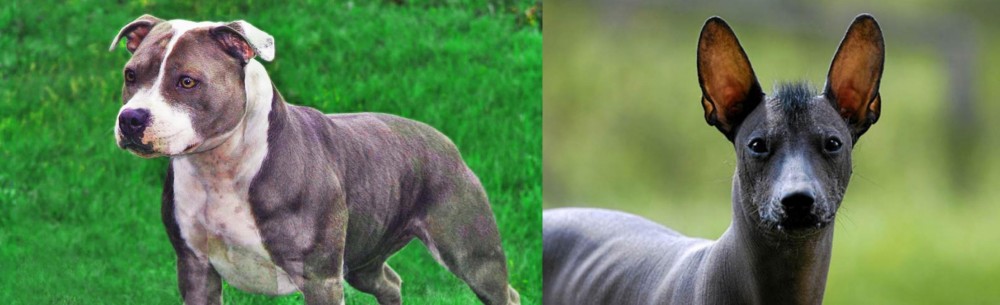 Mexican Hairless vs Irish Staffordshire Bull Terrier - Breed Comparison