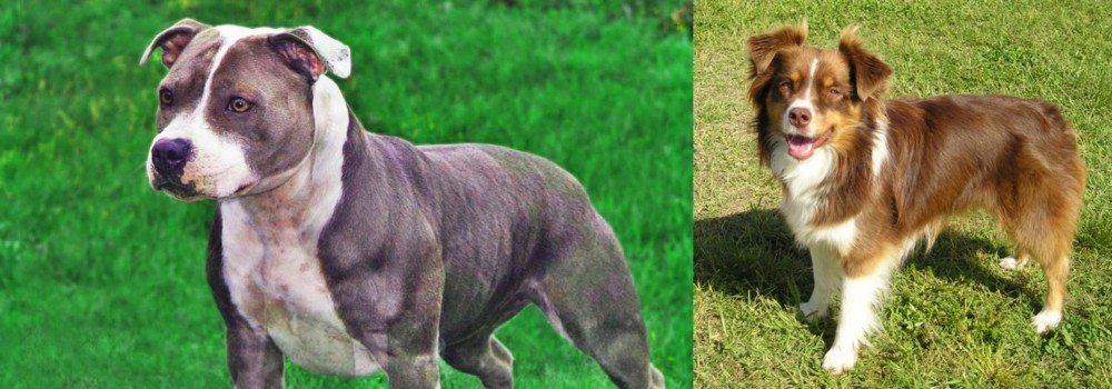 Miniature Australian Shepherd vs Irish Staffordshire Bull Terrier - Breed Comparison