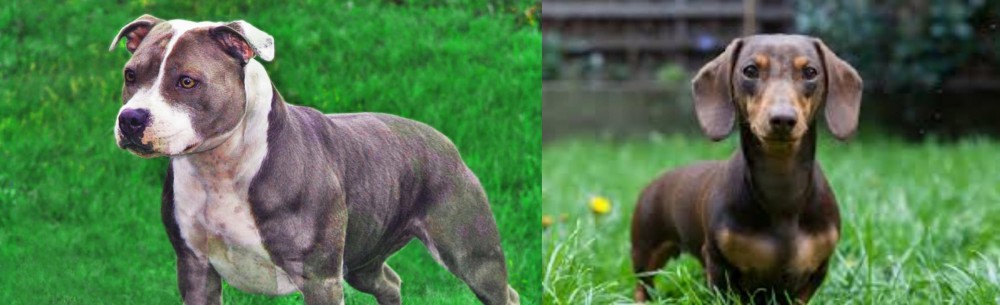 Miniature Dachshund vs Irish Staffordshire Bull Terrier - Breed Comparison