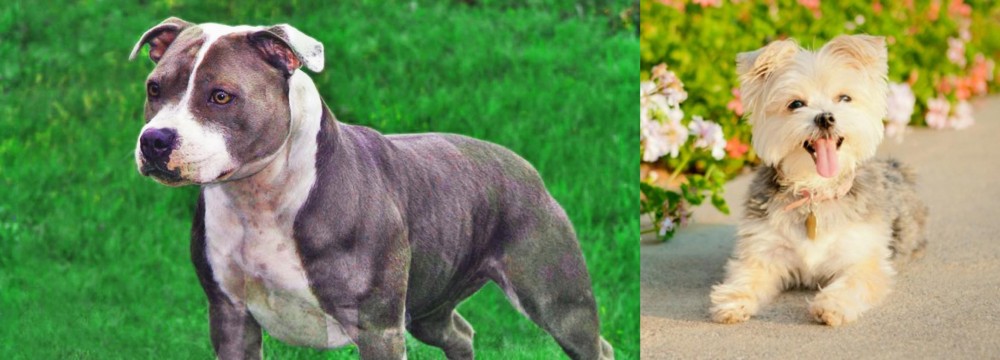 Morkie vs Irish Staffordshire Bull Terrier - Breed Comparison
