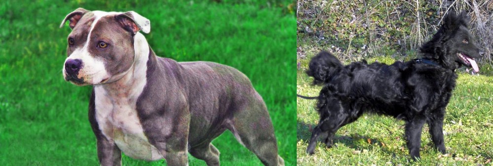 Mudi vs Irish Staffordshire Bull Terrier - Breed Comparison