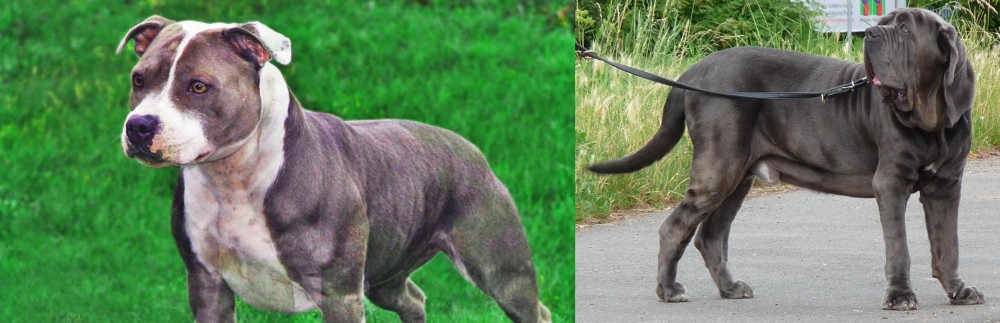 Neapolitan Mastiff vs Irish Staffordshire Bull Terrier - Breed Comparison