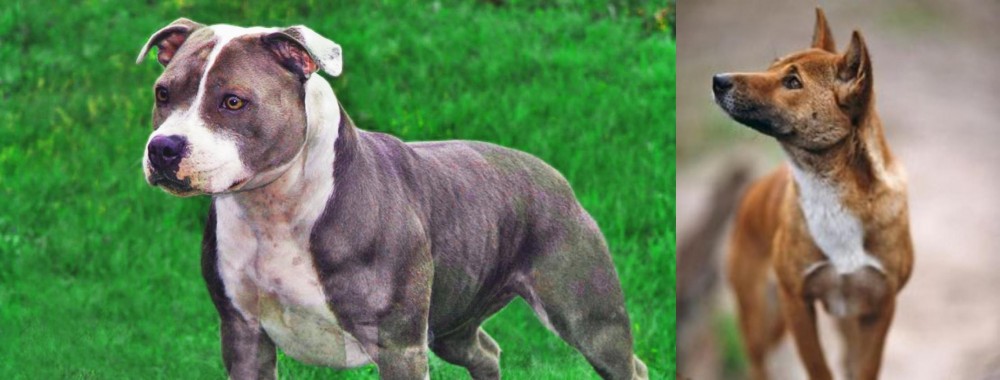 New Guinea Singing Dog vs Irish Staffordshire Bull Terrier - Breed Comparison