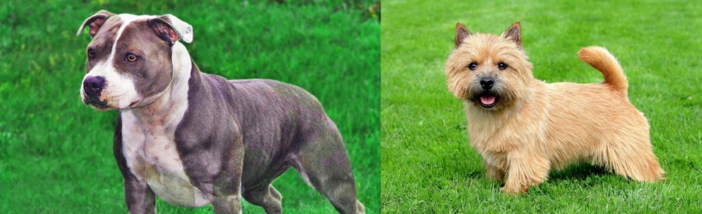 Norwich Terrier vs Irish Staffordshire Bull Terrier - Breed Comparison