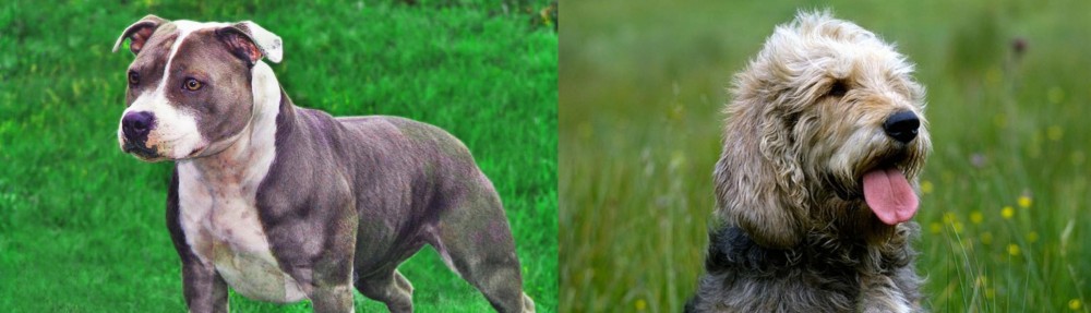 Otterhound vs Irish Staffordshire Bull Terrier - Breed Comparison
