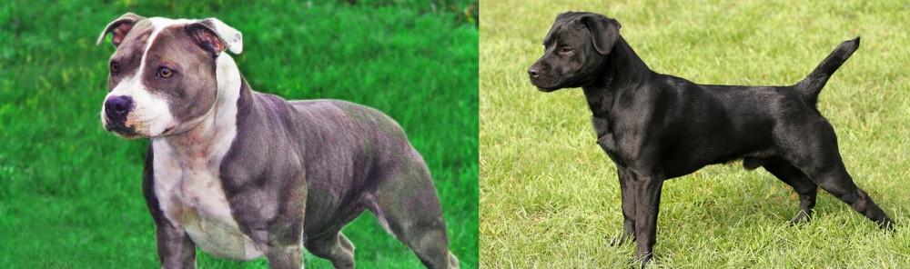 Patterdale Terrier vs Irish Staffordshire Bull Terrier - Breed Comparison