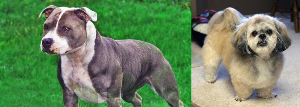 PekePoo vs Irish Staffordshire Bull Terrier - Breed Comparison