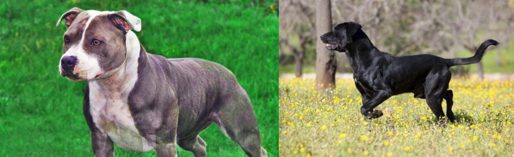Perro de Pastor Mallorquin vs Irish Staffordshire Bull Terrier - Breed Comparison