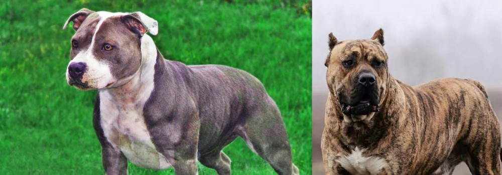 Perro de Presa Canario vs Irish Staffordshire Bull Terrier - Breed Comparison