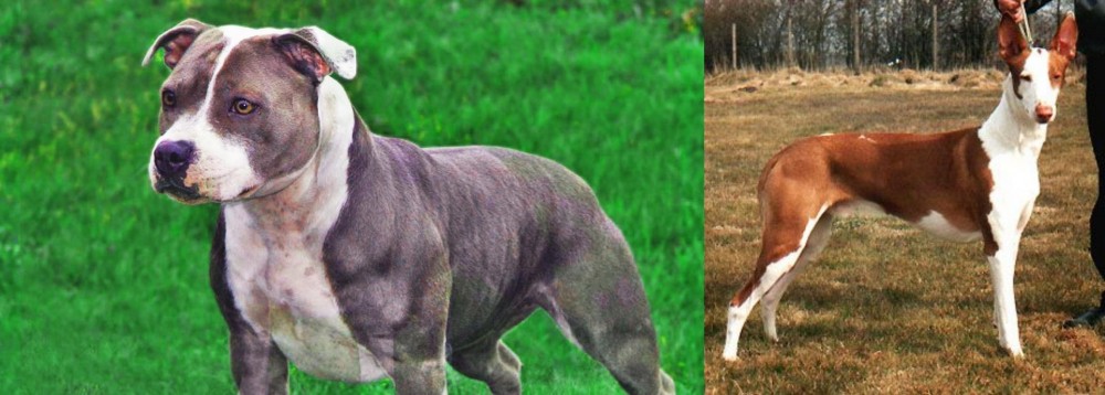 Podenco Canario vs Irish Staffordshire Bull Terrier - Breed Comparison