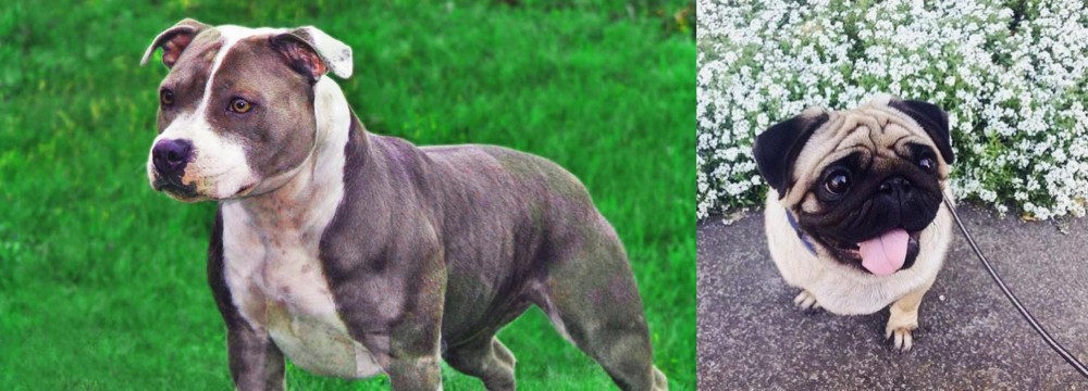 Pug vs Irish Staffordshire Bull Terrier - Breed Comparison