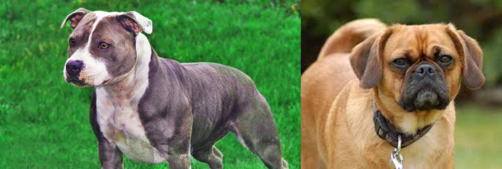 Pugalier vs Irish Staffordshire Bull Terrier - Breed Comparison
