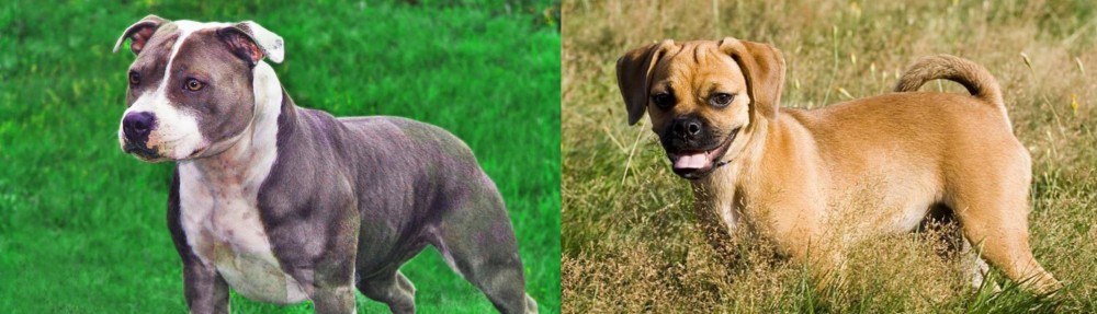 Puggle vs Irish Staffordshire Bull Terrier - Breed Comparison