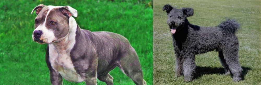 Pumi vs Irish Staffordshire Bull Terrier - Breed Comparison