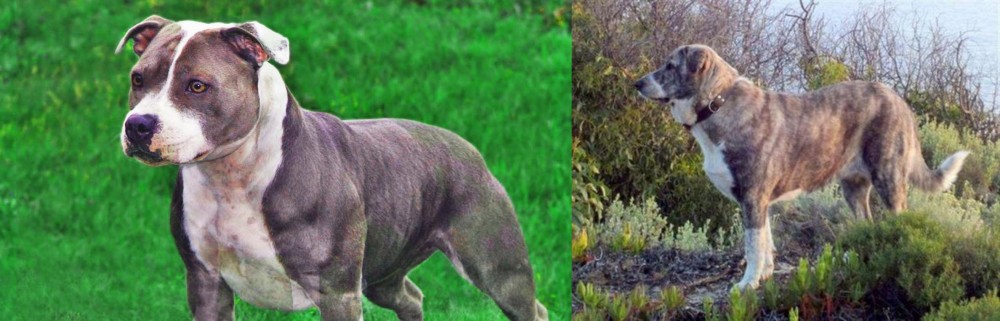 Rafeiro do Alentejo vs Irish Staffordshire Bull Terrier - Breed Comparison