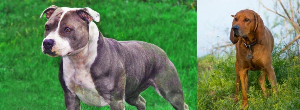 Redbone Coonhound vs Irish Staffordshire Bull Terrier - Breed Comparison