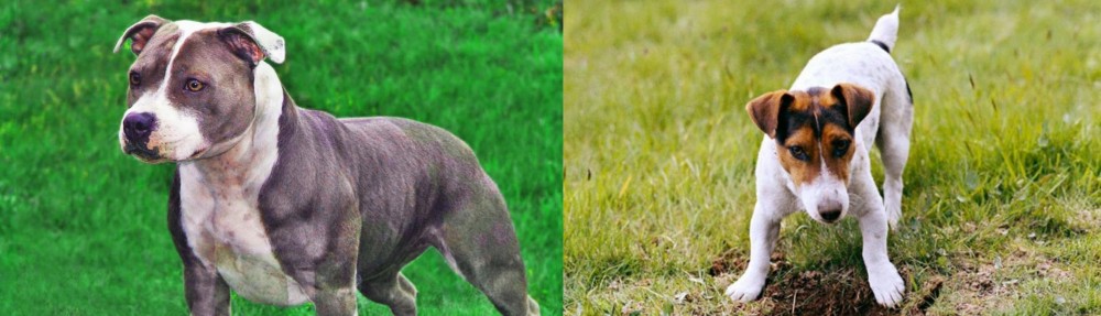 Russell Terrier vs Irish Staffordshire Bull Terrier - Breed Comparison
