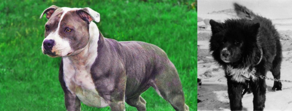 Sakhalin Husky vs Irish Staffordshire Bull Terrier - Breed Comparison