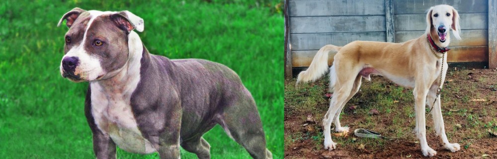 Saluki vs Irish Staffordshire Bull Terrier - Breed Comparison