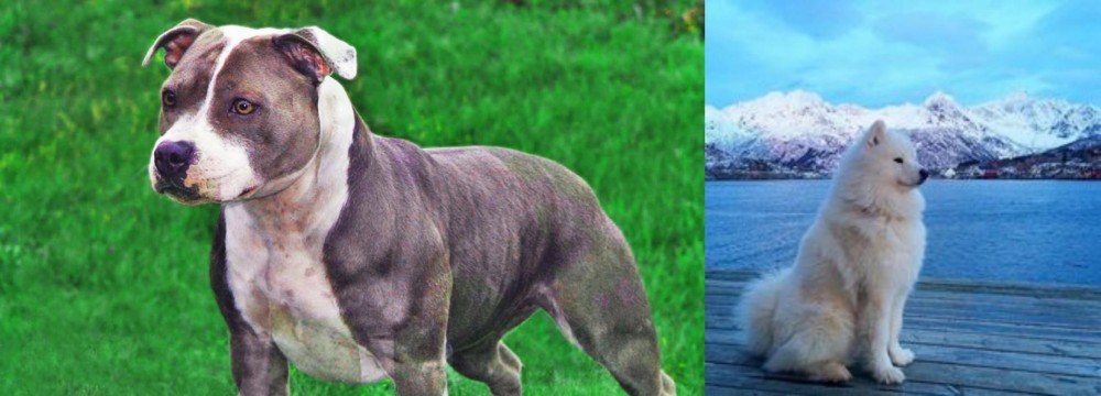 Samoyed vs Irish Staffordshire Bull Terrier - Breed Comparison