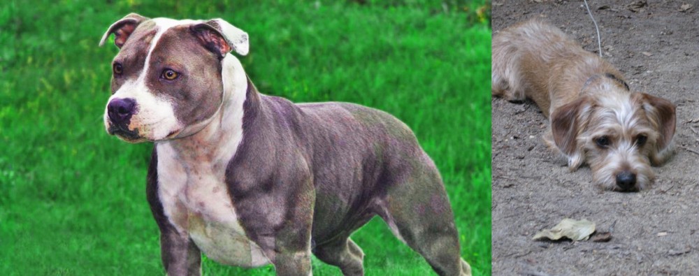 Schweenie vs Irish Staffordshire Bull Terrier - Breed Comparison