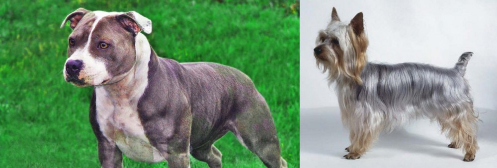 Silky Terrier vs Irish Staffordshire Bull Terrier - Breed Comparison