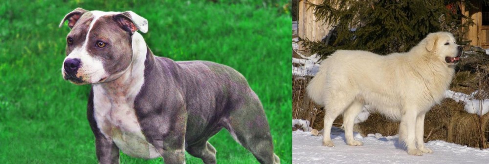 Slovak Cuvac vs Irish Staffordshire Bull Terrier - Breed Comparison