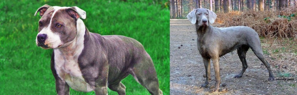 Slovensky Hrubosrsty Stavac vs Irish Staffordshire Bull Terrier - Breed Comparison