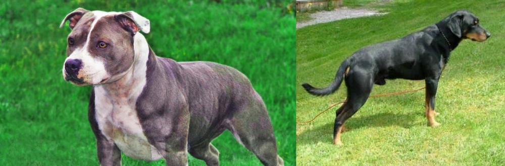 Smalandsstovare vs Irish Staffordshire Bull Terrier - Breed Comparison