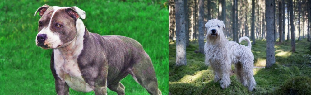 Soft-Coated Wheaten Terrier vs Irish Staffordshire Bull Terrier - Breed Comparison