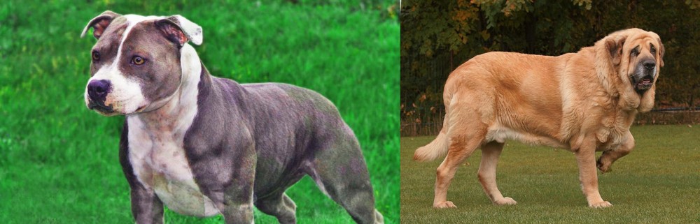 Spanish Mastiff vs Irish Staffordshire Bull Terrier - Breed Comparison
