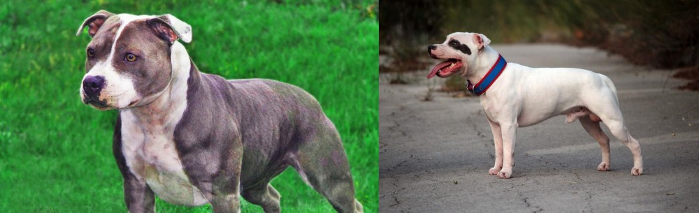 Staffordshire Bull Terrier vs Irish Staffordshire Bull Terrier - Breed Comparison