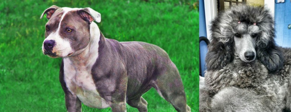 Standard Poodle vs Irish Staffordshire Bull Terrier - Breed Comparison