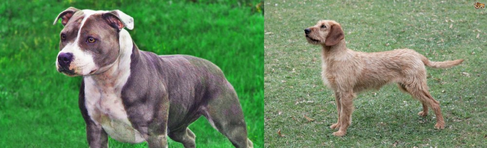 Styrian Coarse Haired Hound vs Irish Staffordshire Bull Terrier - Breed Comparison